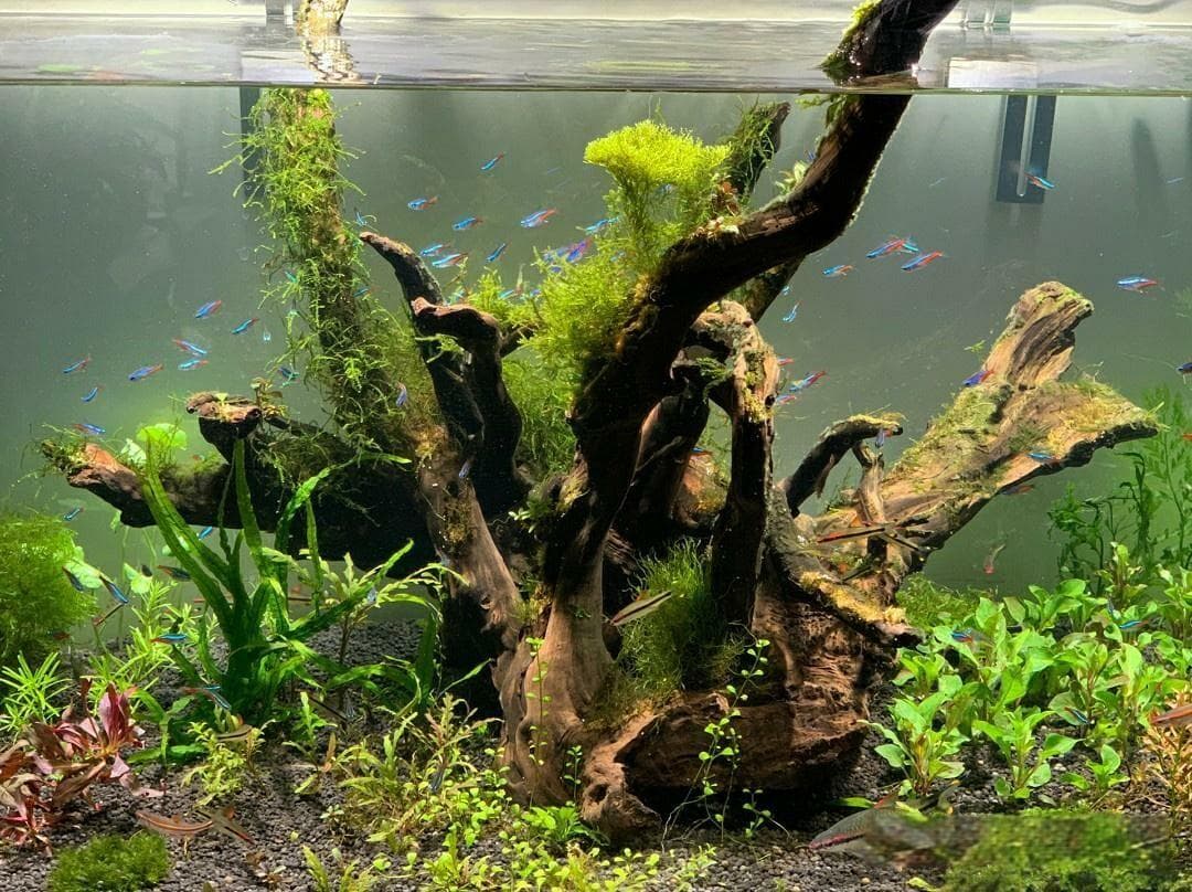 新手鱼缸水发黄或发白的 4 种原因分析