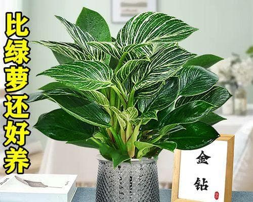 水培大叶植物的养护技巧（如何让水培大叶植物茁壮成长）