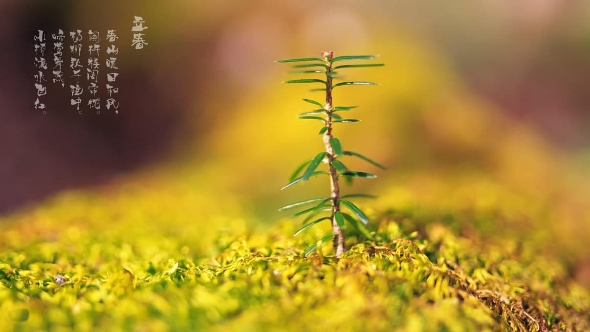今日立春：打春、戴春、咬春，如何迎接春天？自古就有这些方法
