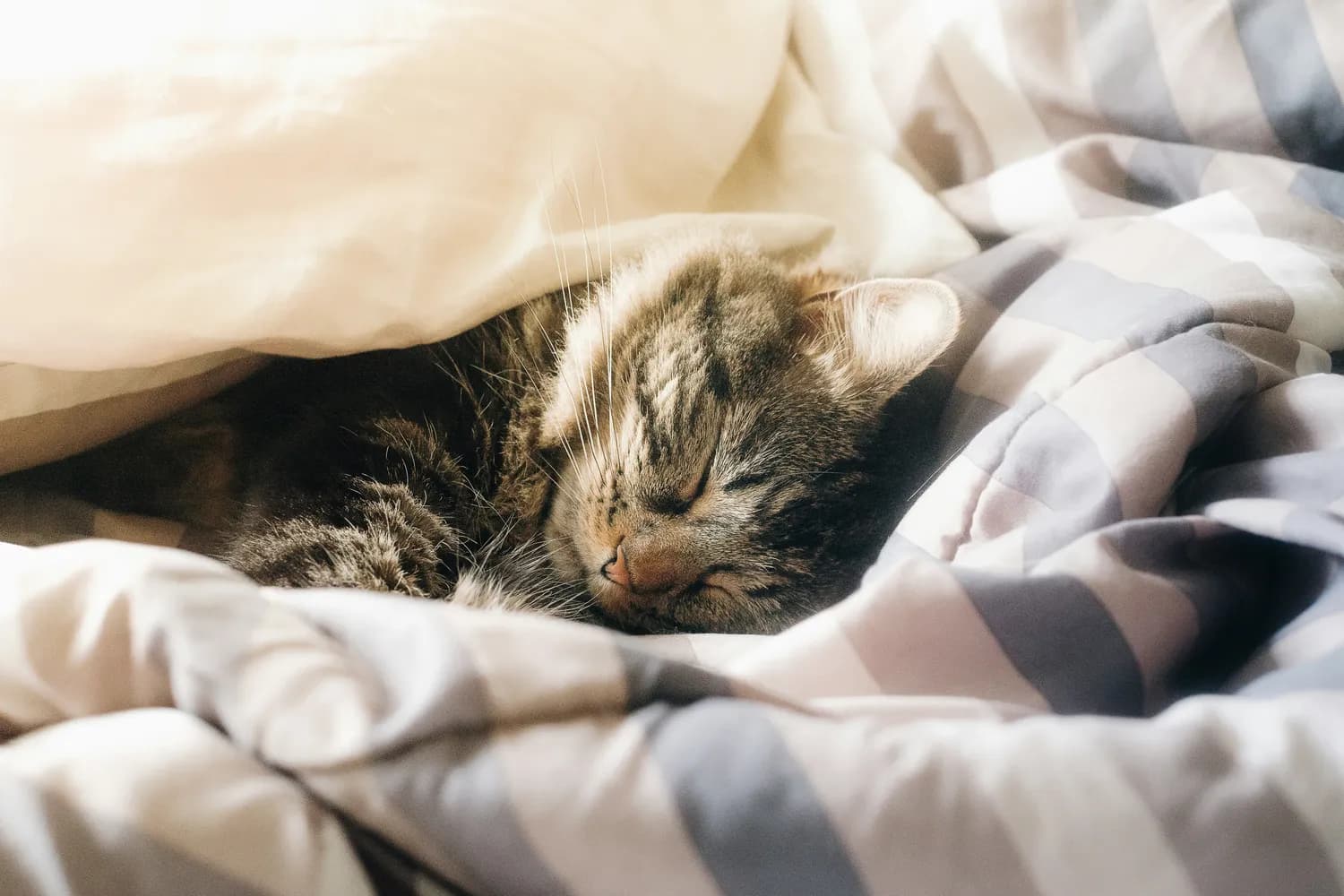 猫咪为啥爱钻被窝？揭秘猫咪心理