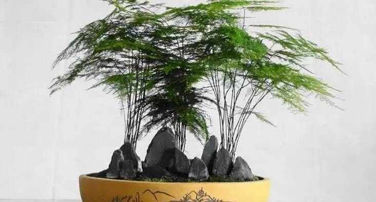 如何养文竹才能更旺盛（详解养文竹的小窍门）