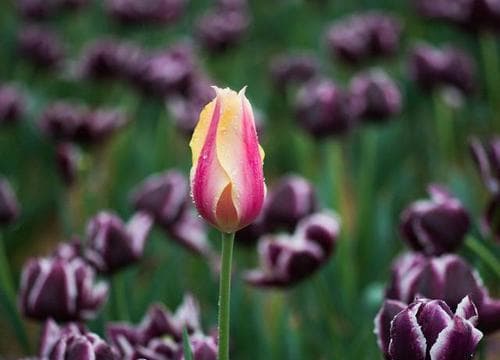 郁金香花期解析：探究郁金香一年开几次花及影响因素