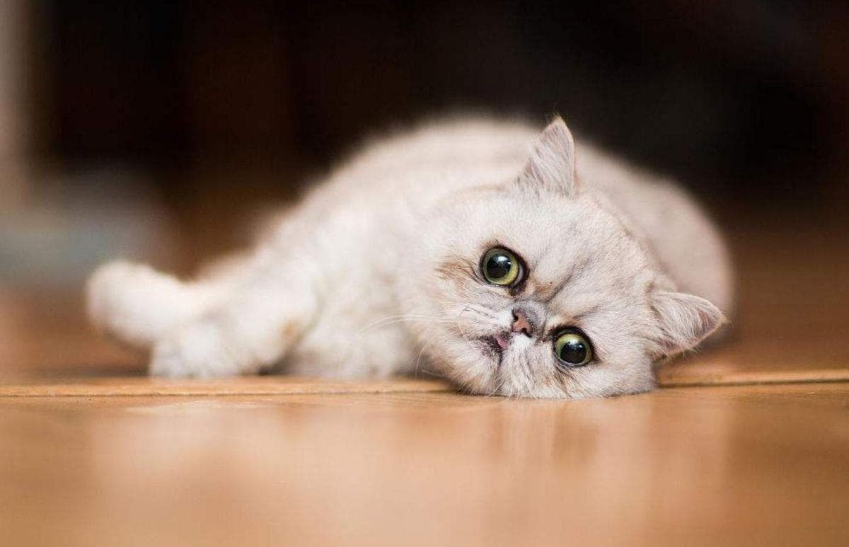 猫咪尿血的原因及应对方法