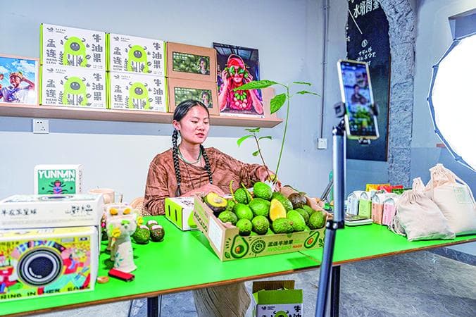 孟连：中国最大牛油果种植基地，年产量达1.73万吨