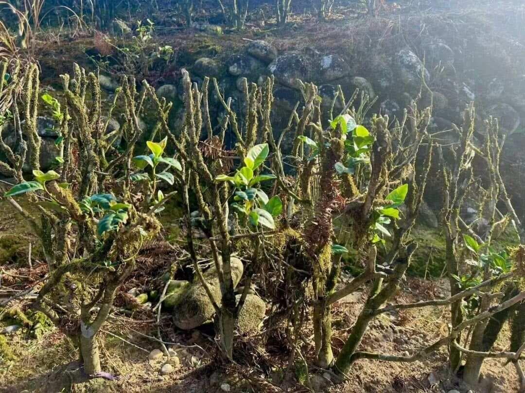 一文读懂红茶：从起源到主要品种的全面科普