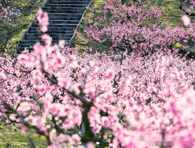 桃花何时开？奉化桃花花期预报及赏花攻略