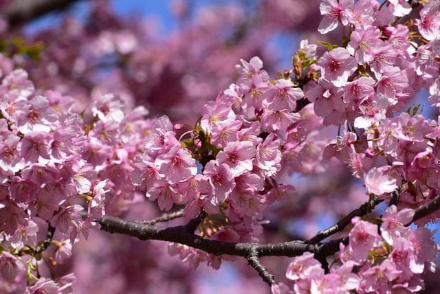 樱花——纯洁的花语寓意、美丽的象征与无限的潜力