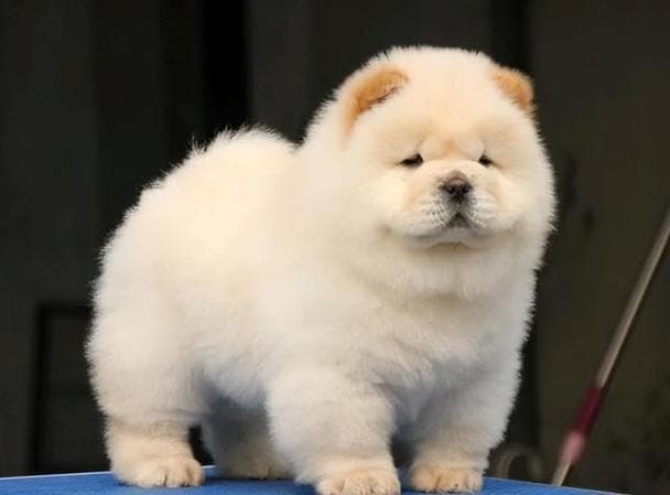 松狮犬怎么训练听主人命令？松狮犬怎么教？