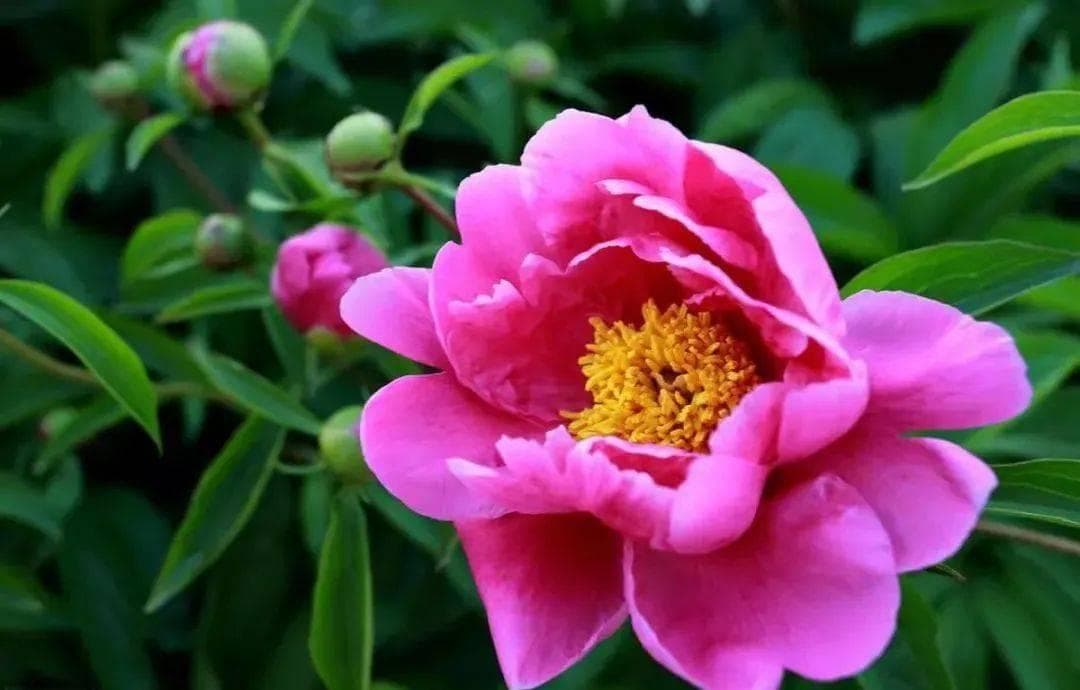 中医话中药之“白芍”
