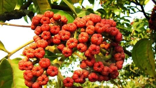 吴茱萸的功效与作用：从营养成分到临床应用