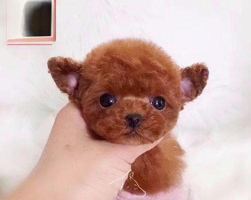 狗狗细小病毒的症状有哪些？如何及时发现并处理？