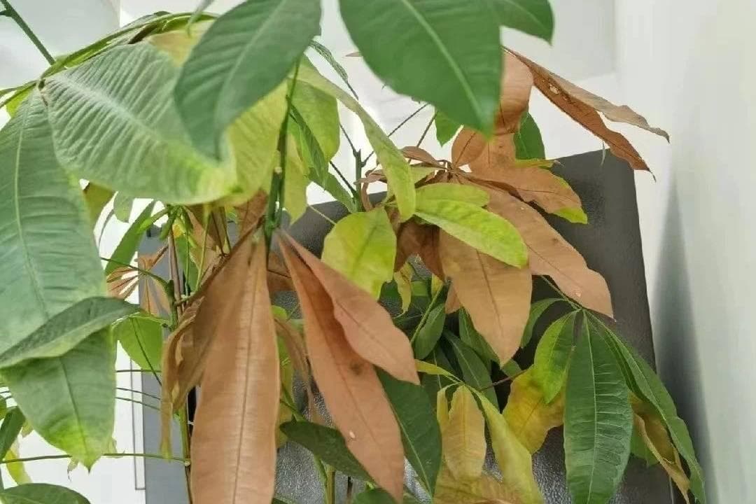 发财树黄叶掉叶？别怕，原因与解决方法都在这！