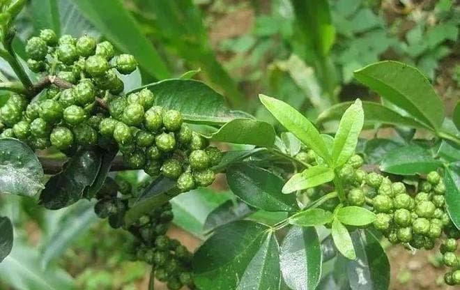 怎样熬花椒麻到嘴跳？关键还是选料，火候一定要到