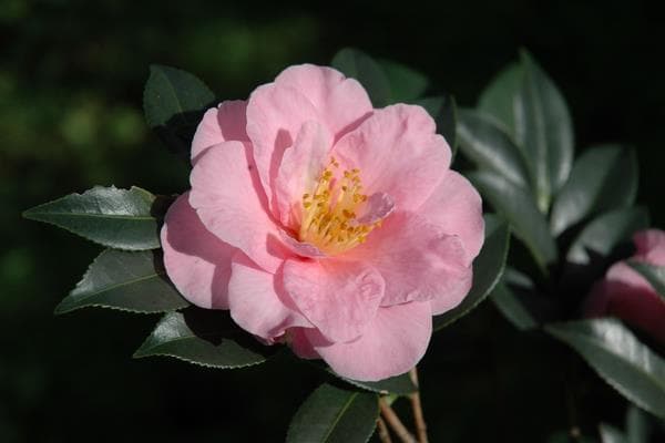 山茶花养殖完全指南：从土壤到水培的全方位养护技巧