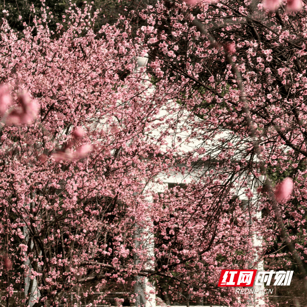 快看！长沙已进入花花花花花世界