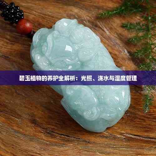 碧玉植物的养护全解析：光照、浇水与湿度管理