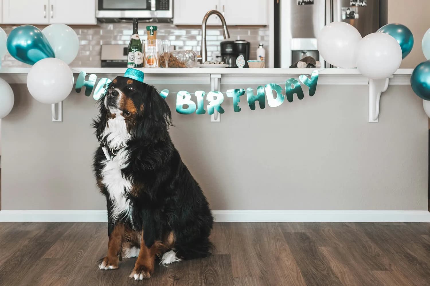 狗狗生日派对：萌宠大作战！