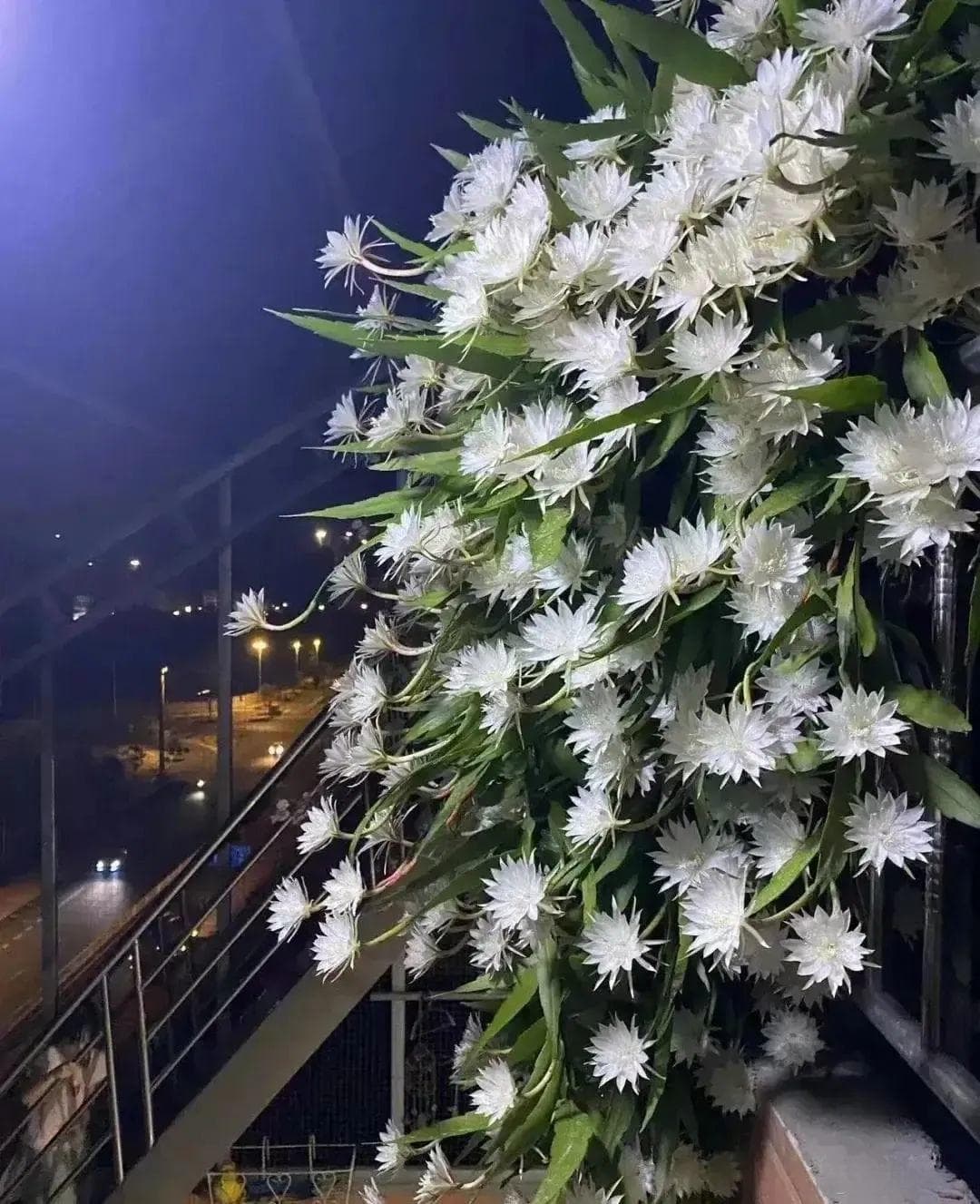 北京一姐姐的昙花火了，网友直呼：好“壮观”，妥妥的视觉盛宴！