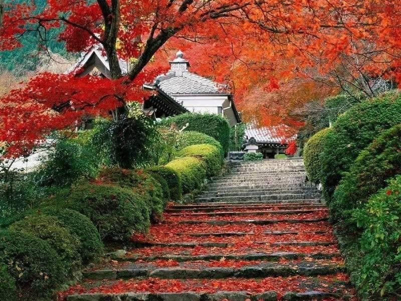 皇家园林香山：10万株红叶如火，见证800年历史沧桑