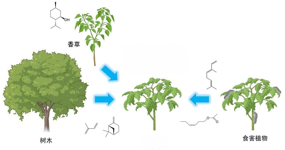 东京理科大学：植物VOC交流机制为农业提供新思路