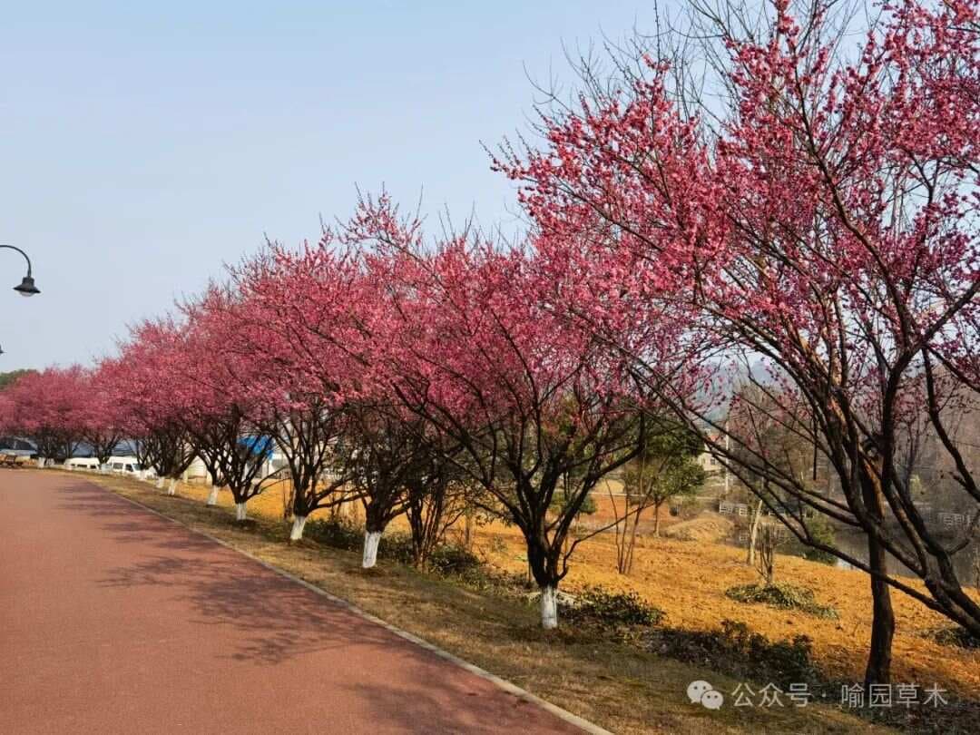 如何区分梅花、樱花、桃花、李花、梨花、杏花和海棠花？