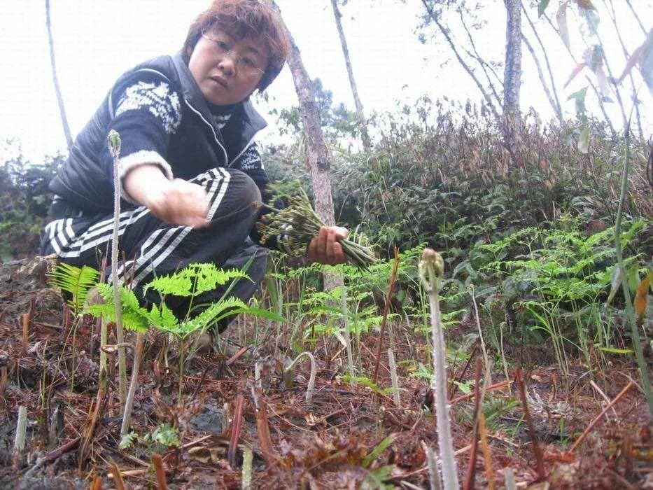 “珍爱生命，远离蕨菜！”蕨菜真的有害吗？还能不能吃？