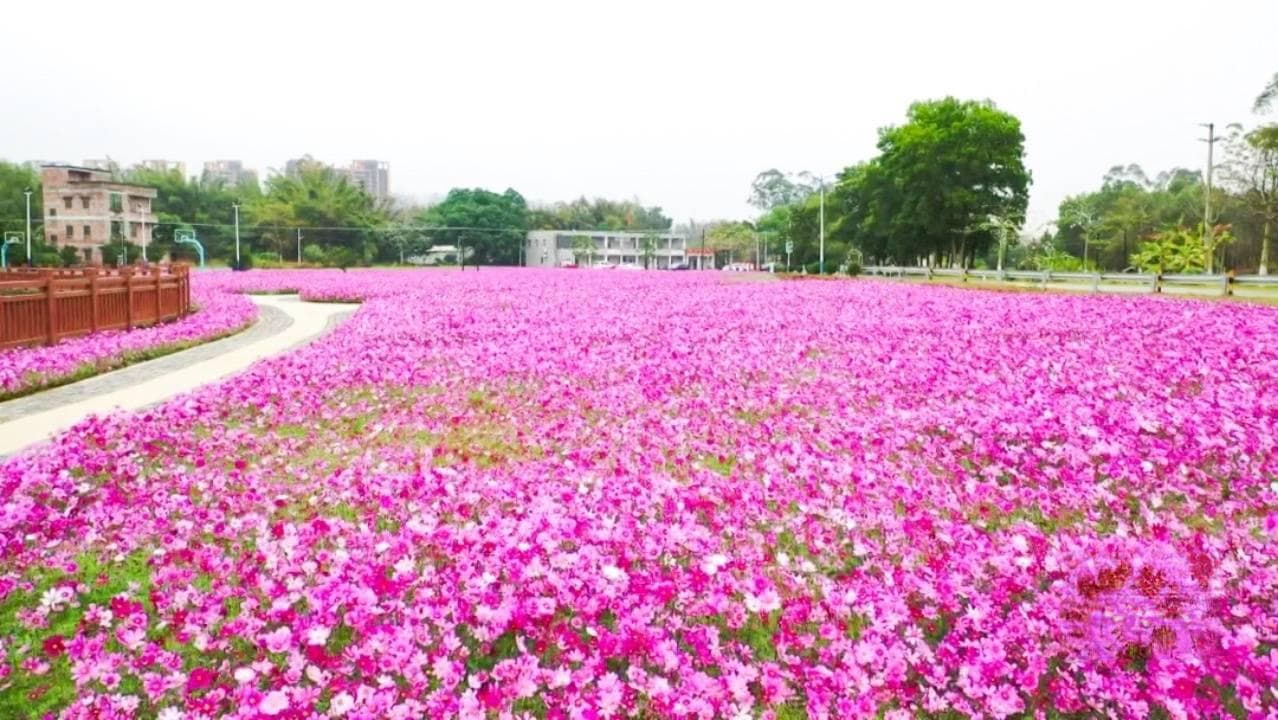 恩平横岗头村：美丽侨村走出富裕路