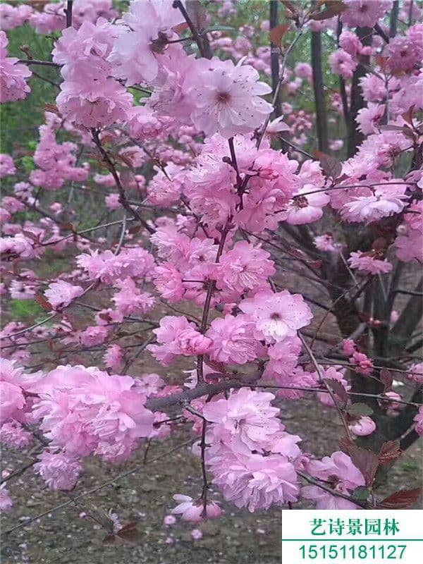 榆叶梅开花时间及养护全攻略