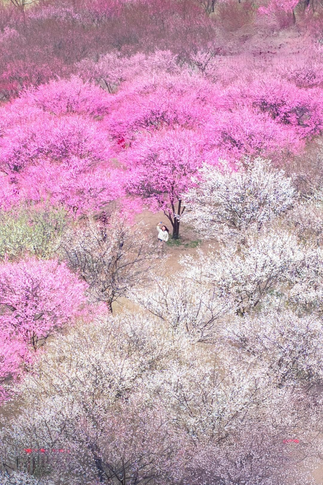 本周起，粉色花海开遍武汉！