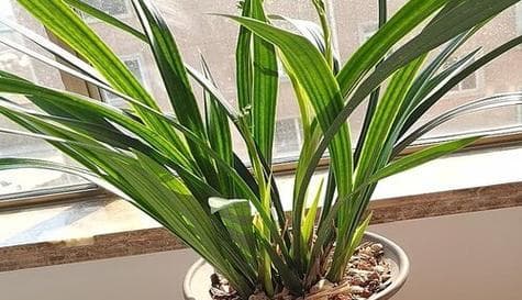 菊花喜阴还是喜阳光？剖析菊花光照条件的重要性