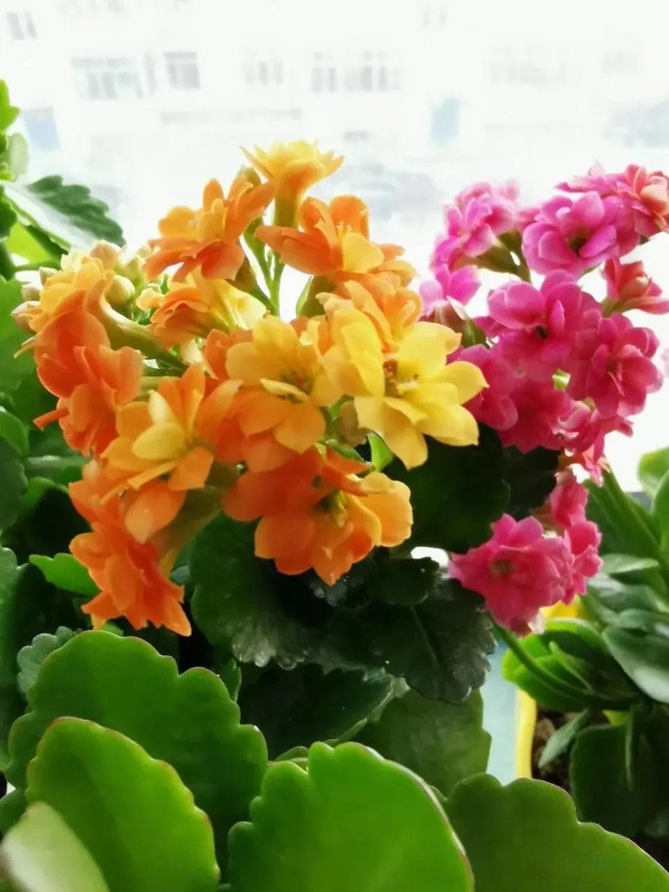 多肉植物怎么移植步骤（了解多肉剪枝移栽方法）