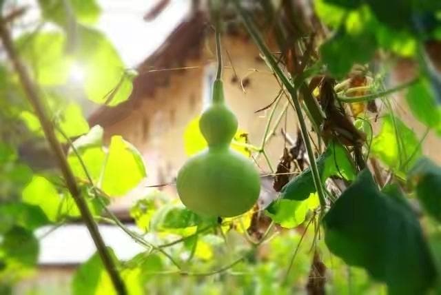 农村院子里种葫芦，是好事，还是坏事？种植葫芦有什么讲究？