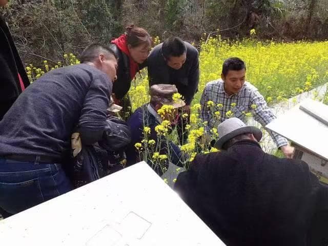蜜蜂博士张玉波：只有解决当地村民生计问题，才能减少人类活动对大熊猫栖息地的干扰