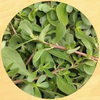 马齿苋：能预防湿疹的野菜，维生素C含量是西梅的16倍！夏季要多吃