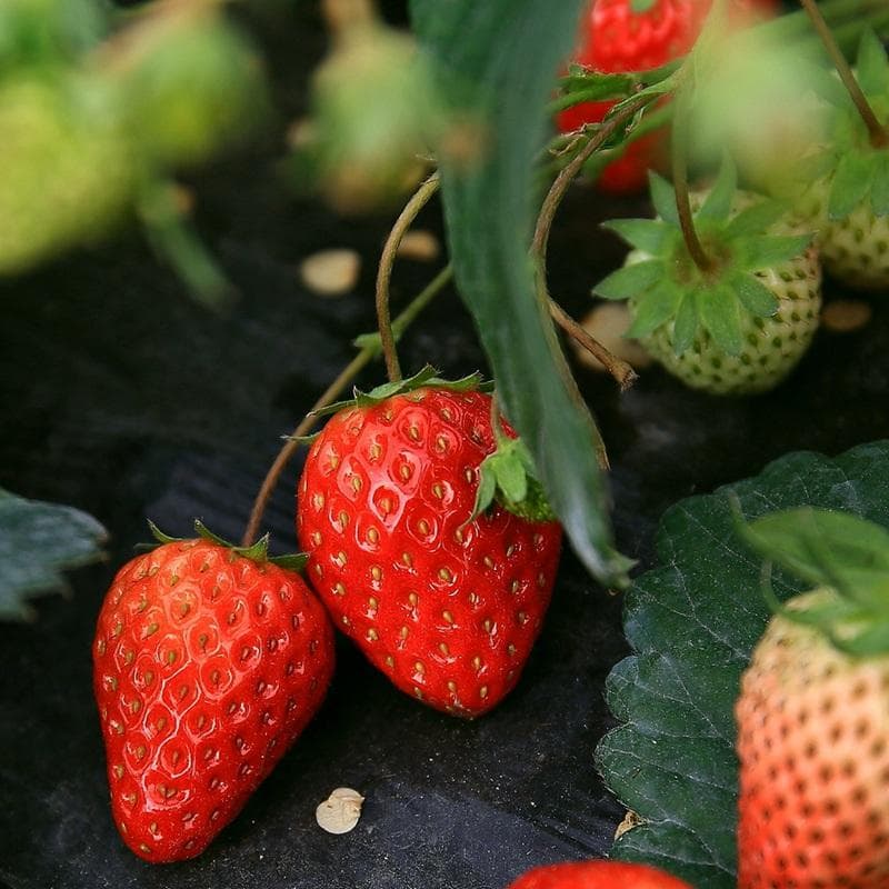 从花青素到种子传播：草莓红色背后的自然智慧