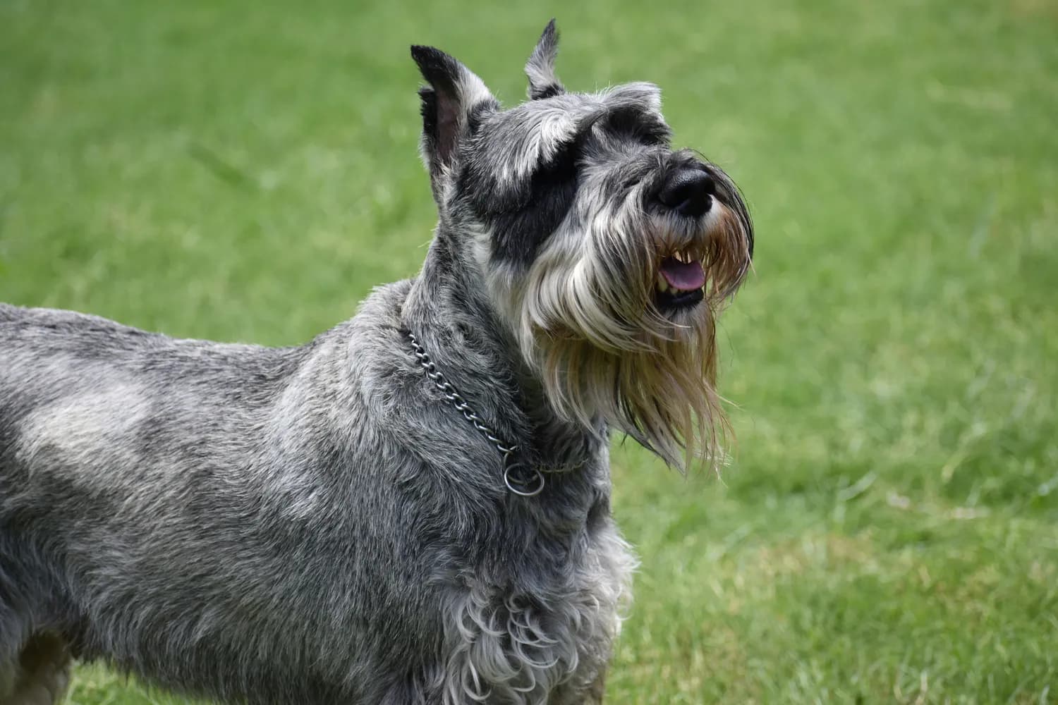 沃克犬 vs 三色犬：谁才是最适合你的宠物？
