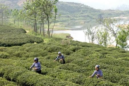 河南桐柏：发挥生态和文化资源优势 打造“中国文旅名县”