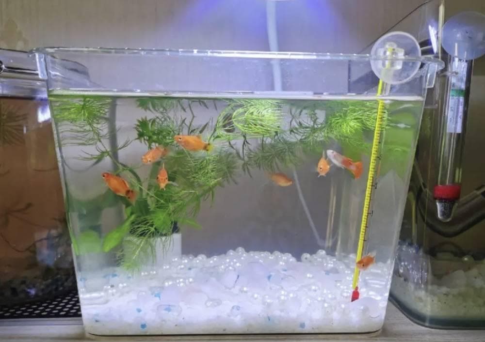 亚克力鱼缸好还是玻璃鱼缸好？亚克力鱼缸和玻璃鱼缸有什么区别？