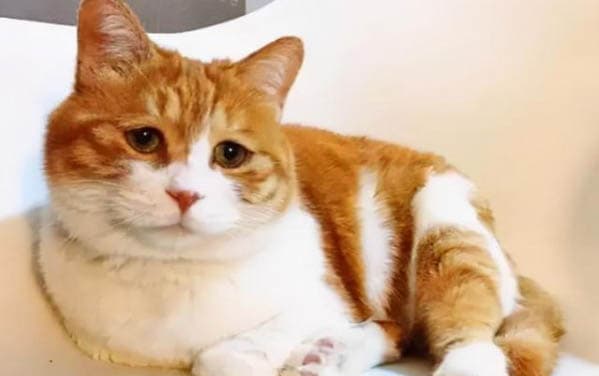 小猫多大可以领养？这些护理要点需谨记