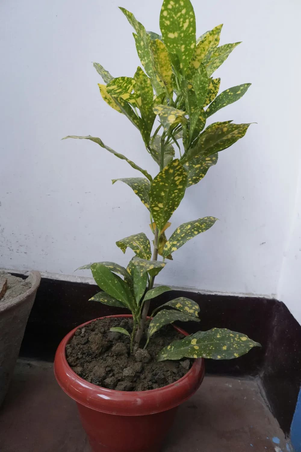虎眼万年青：从观赏到抗癌的神奇植物