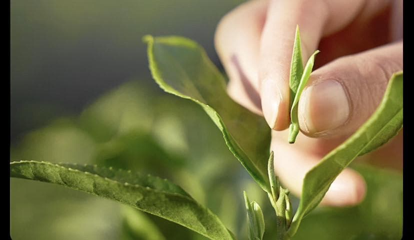 什么茶叶是新鲜爽口的？安吉白茶选购评测
