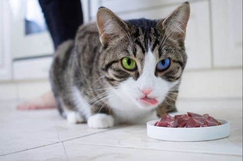 猫咪慎食水果，了解种类很重要
