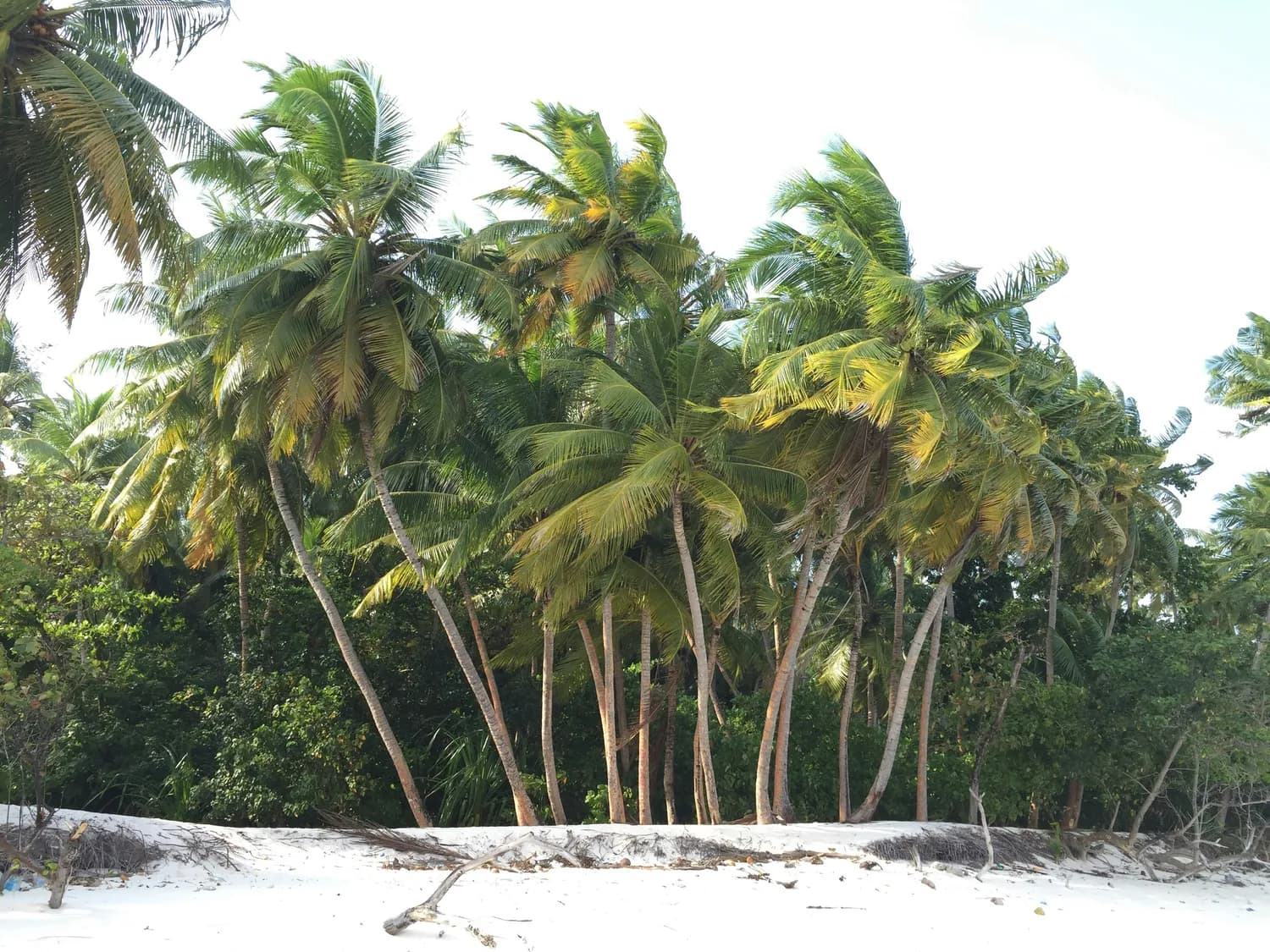 印度拉吉斯坦邦的海娜粉：天然染发神器
