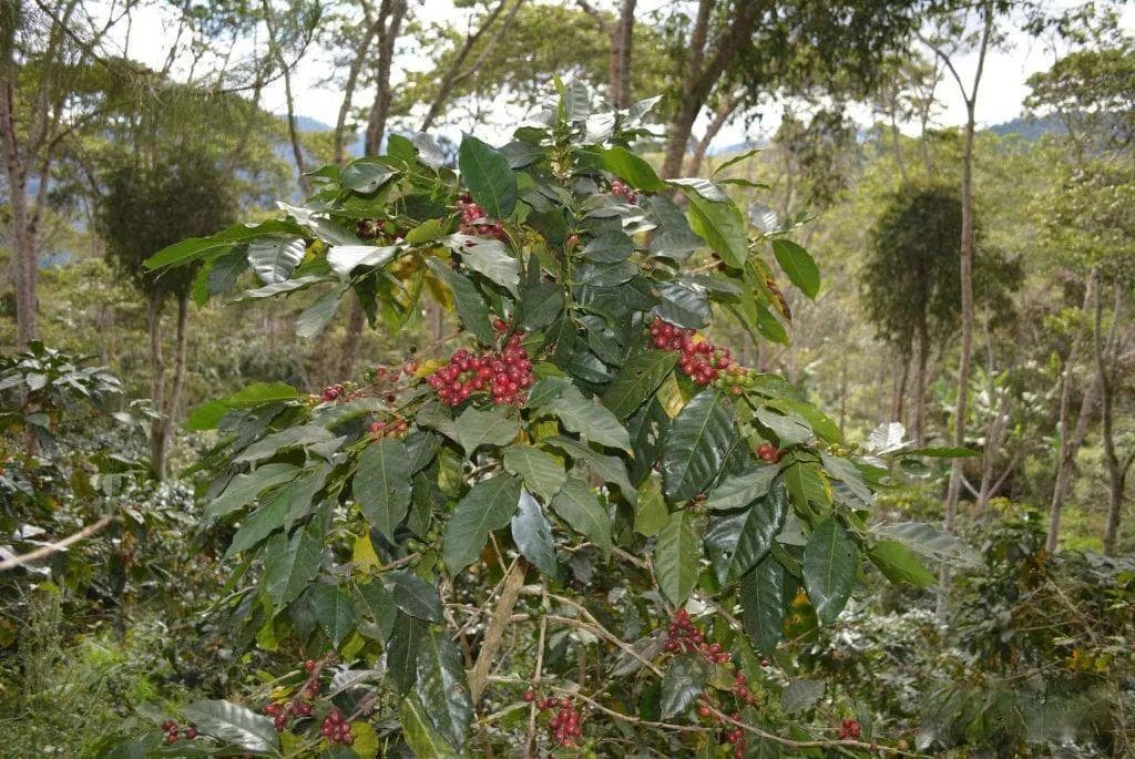 解密Heirloom原生种：埃塞俄比亚的咖啡珍宝