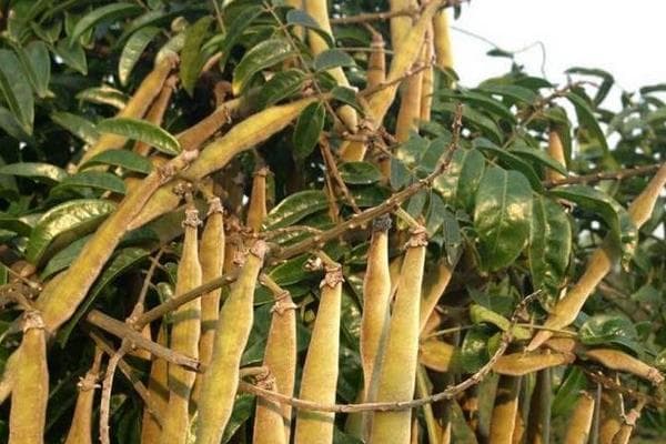 牛大力种植方法！怎么种植？怎么整地？怎么播种？