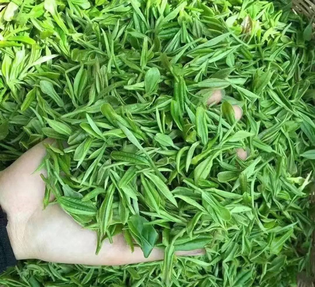 绿茶的历史和文化，值得一探究竟！