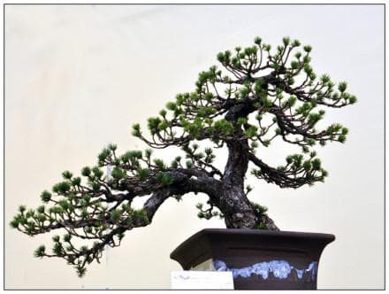 中国盆景：园林艺术的珍品
