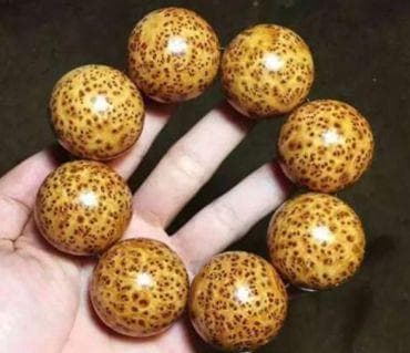 真正太行崖柏特征 真正太行崖柏如何辨别
