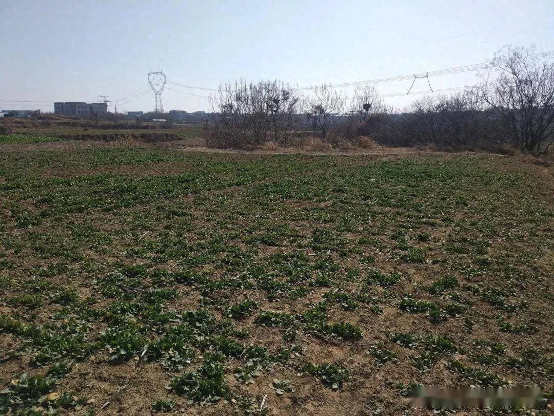 挖野菜是春天到来最强信号，带你认识8种常见野菜，提前了解，以免挖堆草闹笑话