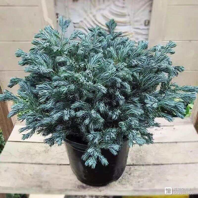 超耐寒的蓝色系盆栽蓝湖柏，被称为蓝色波尔瓦，适合你养不？